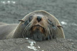 Fur Seal on rocks at Puerto Egas Santiago island-Galapagos-11 8-4-04