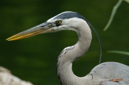 Head shot of Great Blue Heron at San Diego Animal Park in Escondido-01 4-26-07