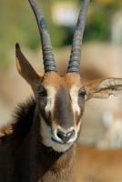 Gazelle at San Diego Zoo 1-17-07