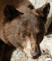 Black Bear at Lake Mary at Mammoth-6 7-31-06