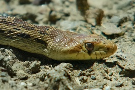 Garter snake in Moraga hills-1