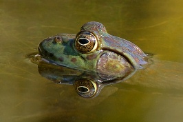 Frog in pond at Quail Gardens in Encinitas-06-2 5-1-07