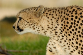Cheetah at Wild Animal Park in Escondido-10 12-17-07