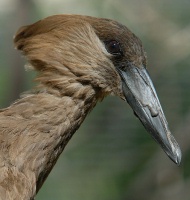 Eastern Hammerkop at San Diego Animal Park in Escondido-04 5-10-07