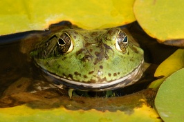 Frog under lotus leaves at Quail Gardens in Encinitas-20 5-1-07