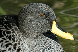 duck at san diego zoo-4 1-17-07