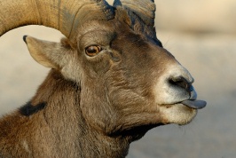 Desert Bighorn ram at Wild Animal Park in Escondido-20 12-3-07