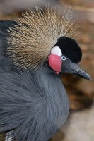 Crowned Crane at San Diego Animal Park in Escondido-11 6-1-07