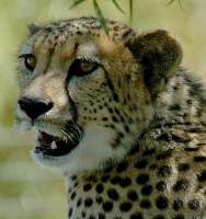 Cheetahs at San Diego Animal Park in Escondido-01 5-10-07