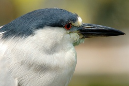 Black Crowned Night Heron at San Diego Animal Park in Escondido-02 6-1-07