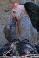 Bald Ibis and chick in nest at San Diego Animal Park in Escondido-07-2 5-10-07