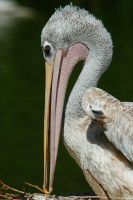 African White Pelican nesting at San Diego Animal Park in Escondido-01 4-19-07-1