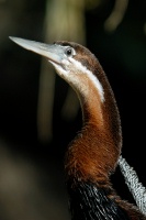 african darter sunning himself at san diego zoo-08 1-17-07