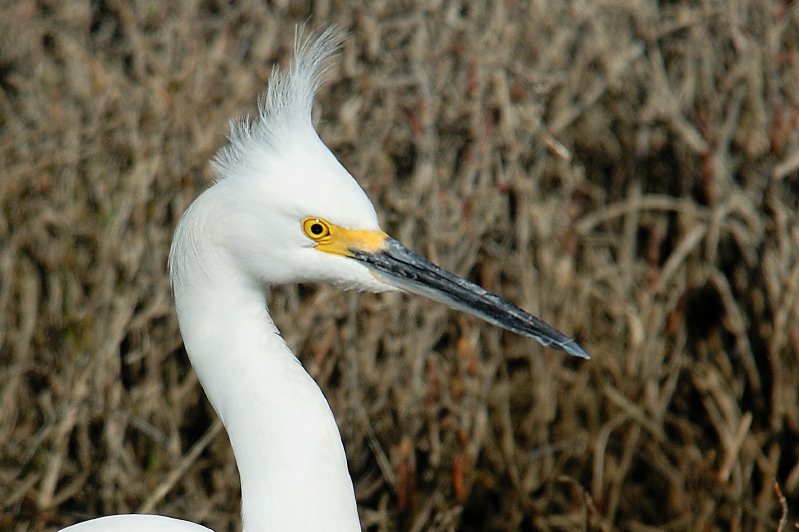 Snowy Egret in San Elijo Lagoon in Solana Beach-16 2-2-07