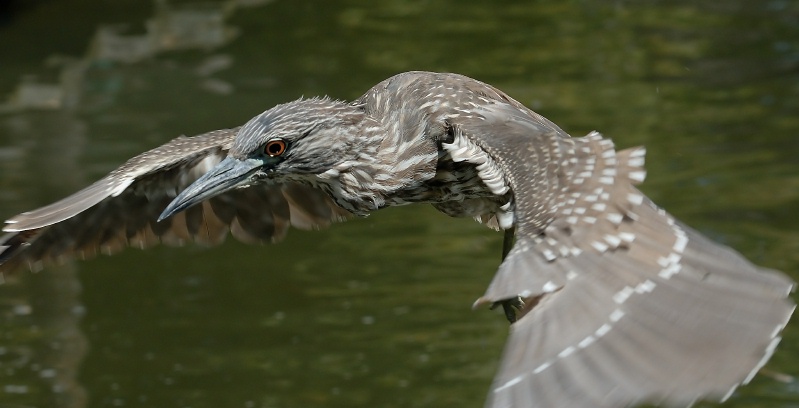 Black Crowned Night Heron juvenile in flight at San Diego Animal Park in Escondido-01-2 5-10-07