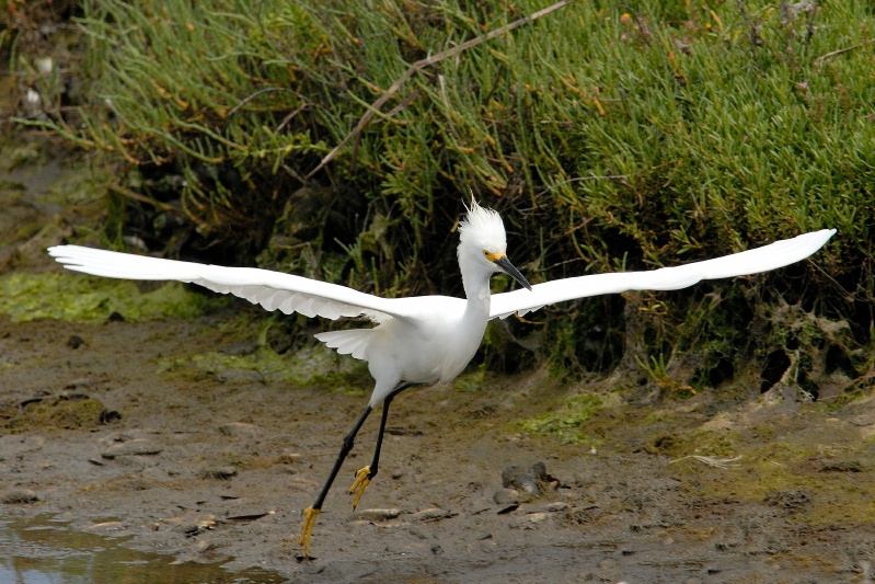 Snowy Egret flying at Bolsa Chica in Huntington Beach-08 6-23-07