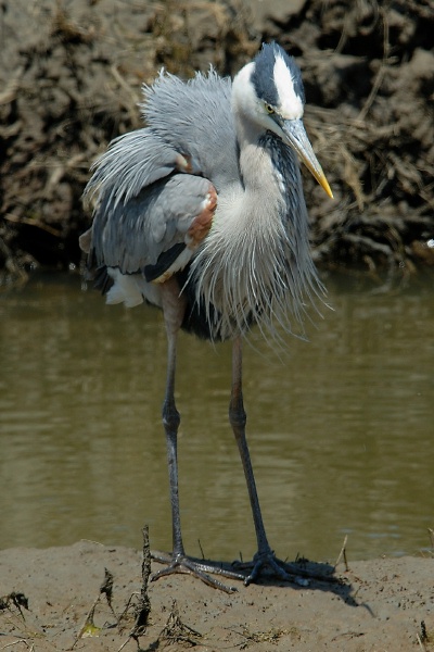 Great Blue Heron hunting at Bolsa Chica reserve in Huntington Beach-09 5-29-07