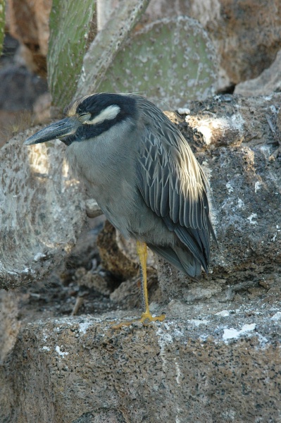 Lava Heron on rocks at Genovesa island-Galapagos-2 8-2-04