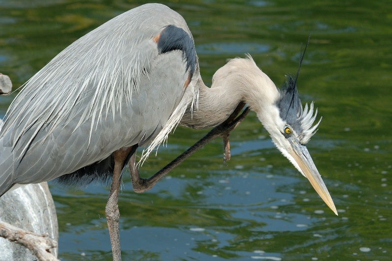 Great Blue Heron at San Diego Animal Park in Escondido-02 4-19-07-1