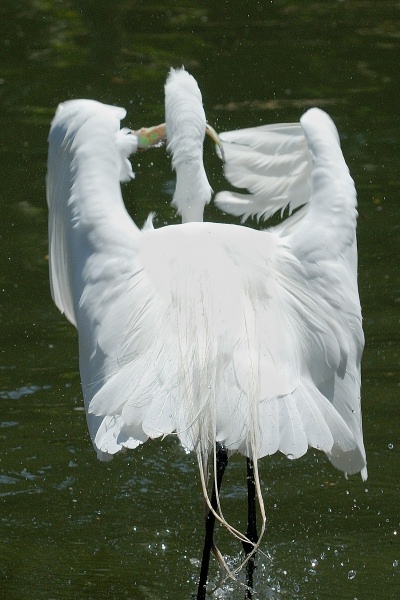 Great Egret in water with fish at San Diego Animal Park in Escondido-02 5-10-07