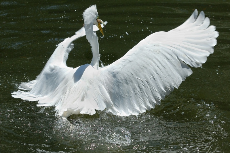 Great Egret in water with fish at San Diego Animal Park in Escondido-01 5-10-07