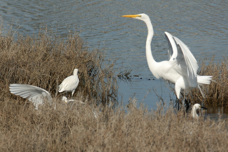 Great Egret in flight over San Elijo lagoon in Solana Beach-14 2-2-07