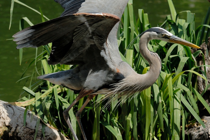 Great Blue Heron at San Diego Animal Park in Escondido-02 4-26-07