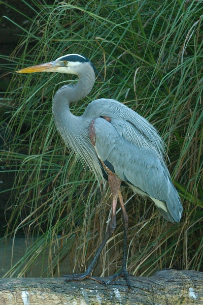 Great Blue Heron on log at San Diego Zoo-4 1-7-06