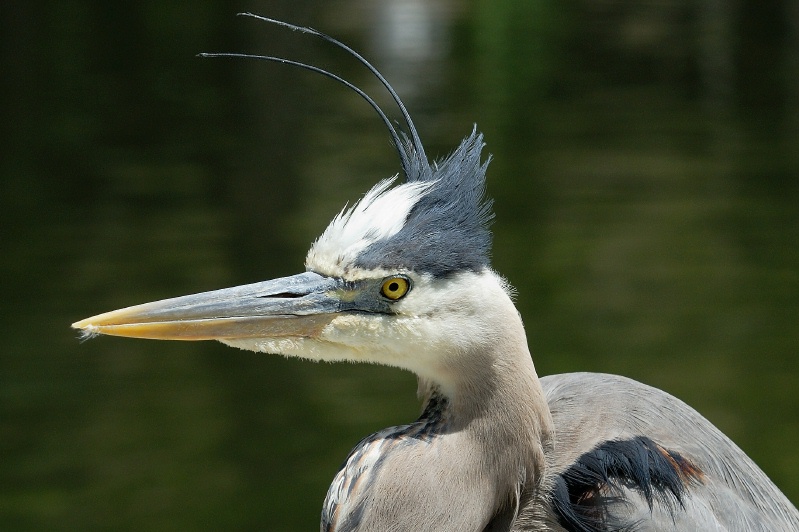 Great Blue Heron at San Diego Animal Park in Escondido-01-2 5-3-07