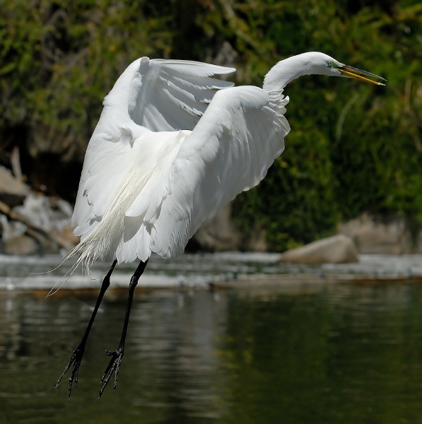 Great Egret in flight at San Diego Animal Park in Escondido-23 5-3-07