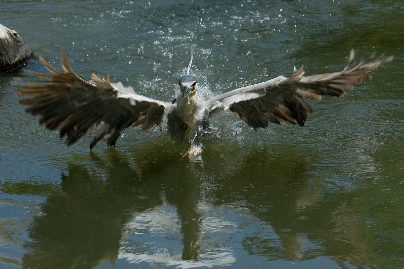 Black Crowned Night Heron in water at San Diego Animal Park in Escondido-01 5-10-07