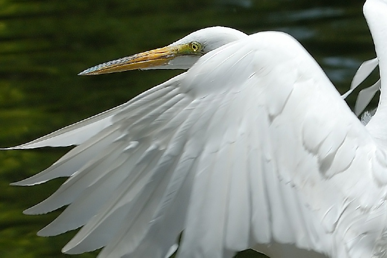 Great Egret in flight at San Diego Animal Park in Escondido-20-2 5-3-07