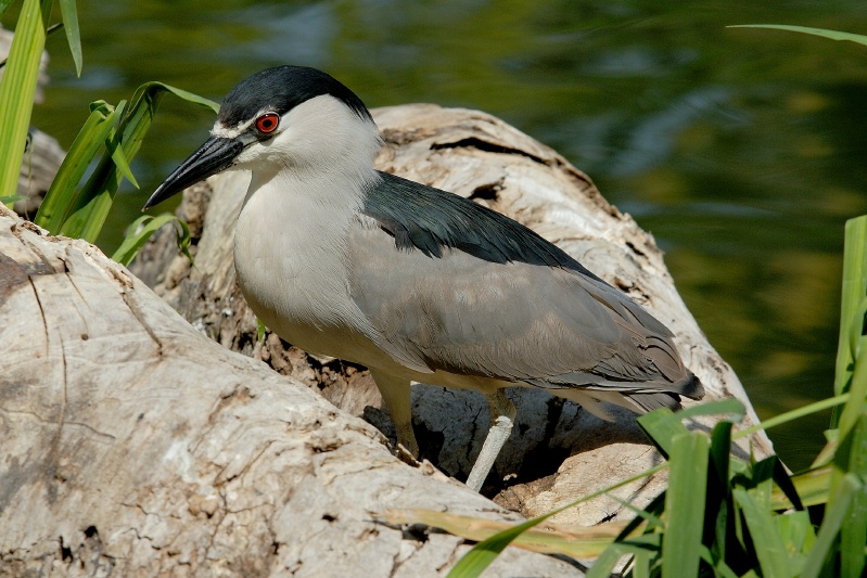 Black Crowned Night Heron male at San Diego Animal Park in Escondido-05 4-26-07