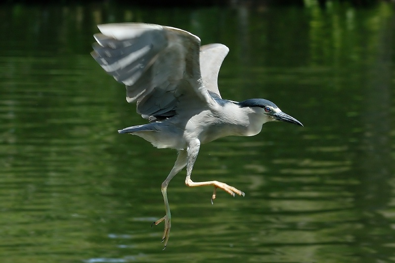 Black Crowned Night Heron in flight at San Diego Animal Park in Escondido-14 5-3-07