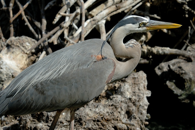 Great Blue Heron at San Diego Animal Park in Escondido-18 4-26-07