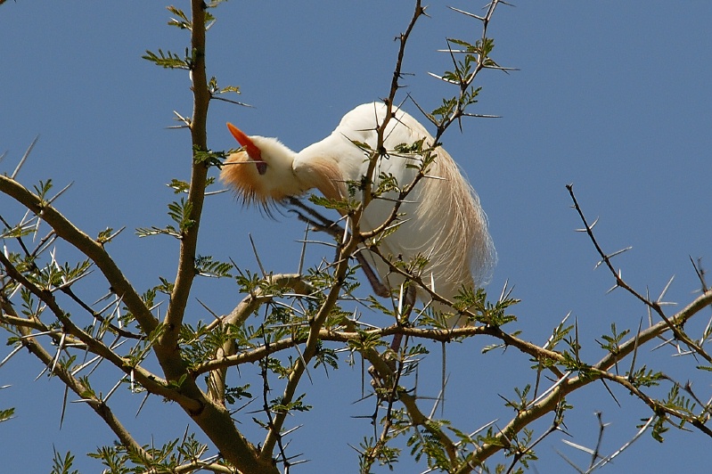 Cattle Egret in tree at San Diego Animal Park in Escondido-01 4-19-07-1