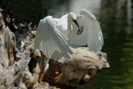 Snowy Egret with fish at San Diego Animal Park in Escondido-01 5-10-07