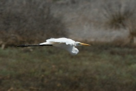 Snowy Egret in flight at Bolsa Chica reserve in Huntington Beach-02 5-29-07