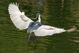 Black Crowned Night Heron in flight at San Diego Animal Park in Escondido-21 5-3-07