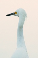 Snowy Egret at Batiquitos Lagoon in Encinitas-23 12-5-06