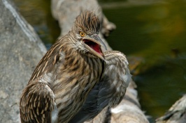 Juvenile Black Crowned Night Heron at San Diego Animal Park in Escondido-26 6-1-07