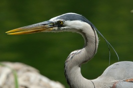 Head shot of Great Blue Heron at San Diego Animal Park in Escondido-02 4-26-07