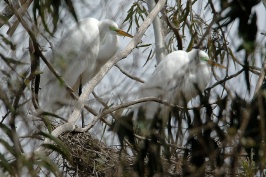 Great Egret pair in nest at Batiquitos Lagoon in Encinitas-02 4-15-07