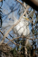 Great Egret nesting in rookery at Batiquitos Lagoon-34 4-13-07