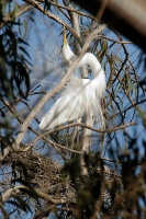 Great Egret nesting in rookery at Batiquitos Lagoon-26 4-13-07