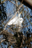 Great Egret nesting in rookery at Batiquitos Lagoon-23 4-13-07