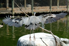 Great Blue Heron at San Diego Animal Park in Escondido-04 4-26-07