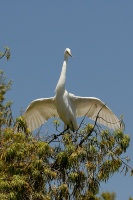 Great Egret landing in tree at San Diego Animal Park in Escondido-14 5-3-07