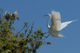 Great Egret landing in tree at San Diego Animal Park in Escondido-01 5-10-07