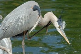 Great Blue Heron at San Diego Animal Park in Escondido-02 4-19-07-1